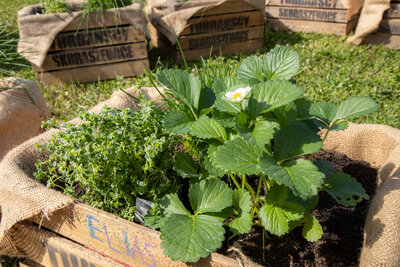 Pflanzkiste Pflanzkiste